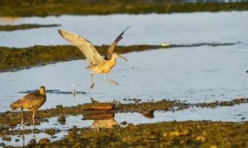 沙鸥的个人资料